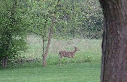 Deer on Roskelly property